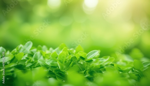 A field of green grass with sunlight shining through © vivekFx