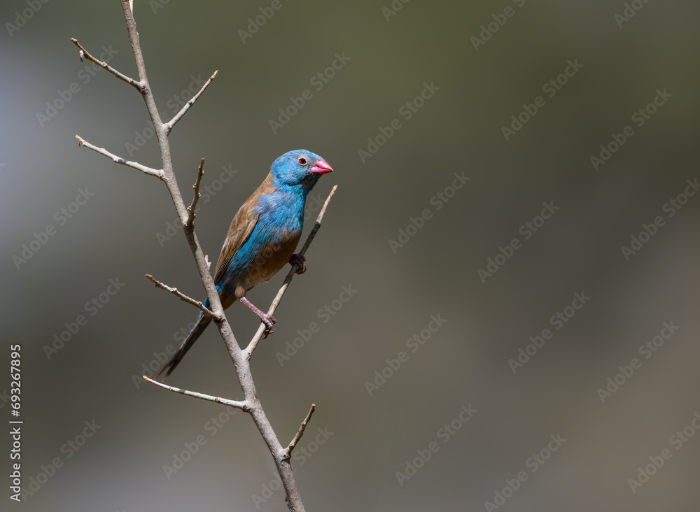 Blue-capped Cordon-bleu on tree branch against blur background