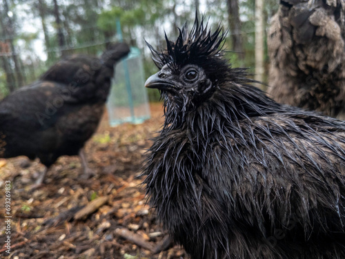 Wet, small, black, bantam, silkie chicken hen looking curiously at camera with her hair stuck up after a rainstorm on a cool, overcast day