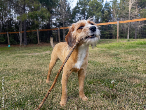 Small, light brown, female, dog, mutt playing outside with a stick in her mouth on a nice overcast day