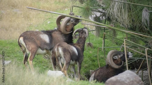 group of Bighorn Sheep rams eating in a Safari, Puebla photo