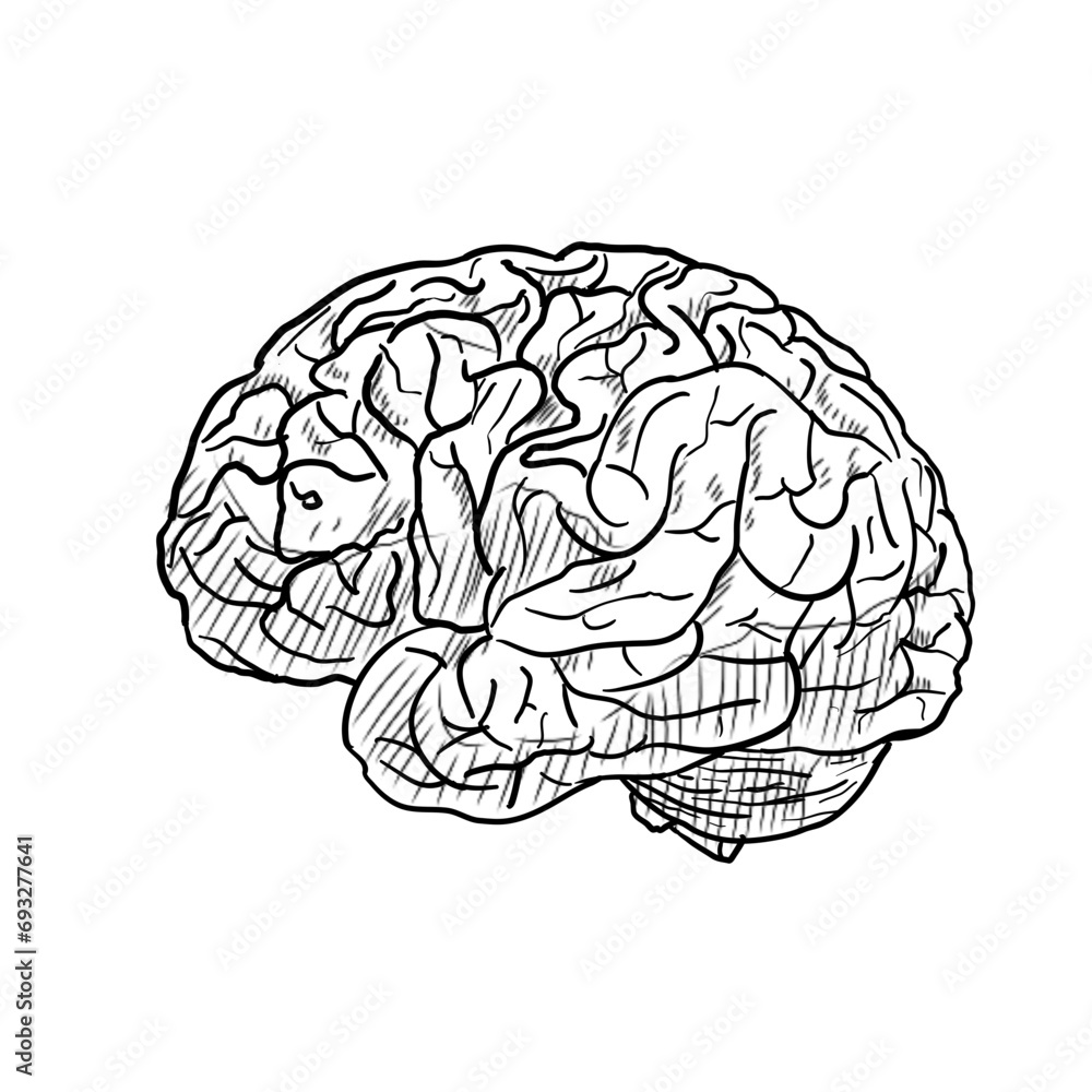 human brain handdrawn illustration human brain handdrawn illustration