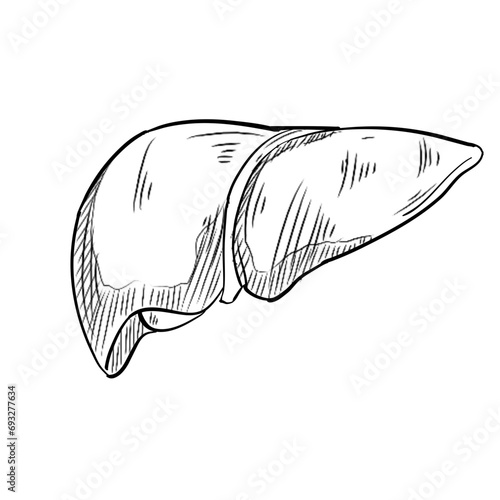 liver organs handdrawn illustration