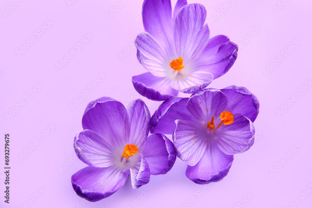 Beautiful Saffron flowers on lilac background, closeup