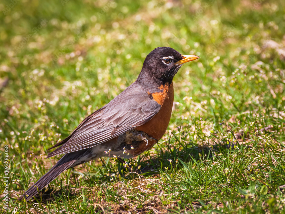 an american robin perched on the grass an american robin perched on the grass