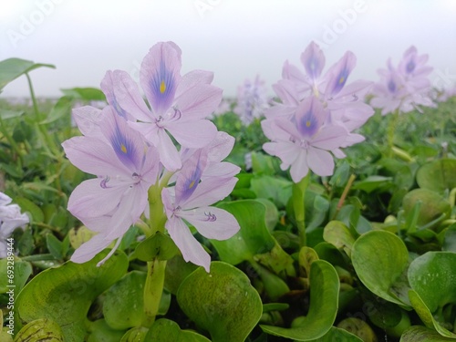 water hyacinth in bangladesh haor area photo