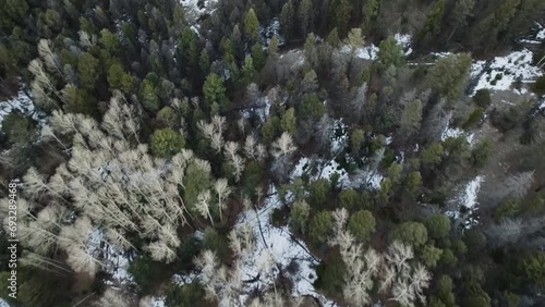 Birds eye view of alpine climate with pine trees and snow on a mountain photo