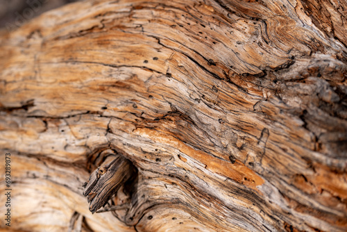 Closeup Image of aged wood texture on ground within the desert of Joshua Tree National Park, near Twentynine Palms, California	 photo