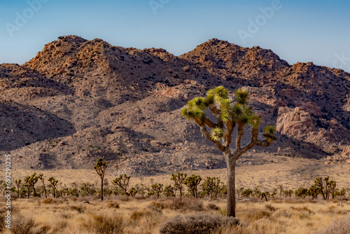 Single Yuccas, Joshua Tree within the desert of Joshua Tree National Park, near Twentynine Palms, California	 photo
