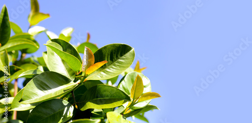 Fresh green leaves of garcinia cowa (Garcinia Cowa Roxb) photo