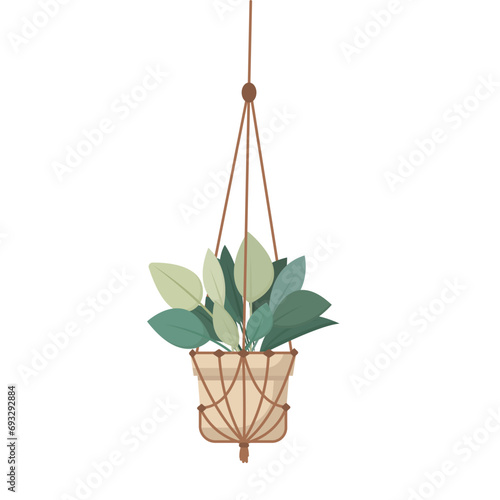 Macrame plant hanger with house plant isolated on white background.