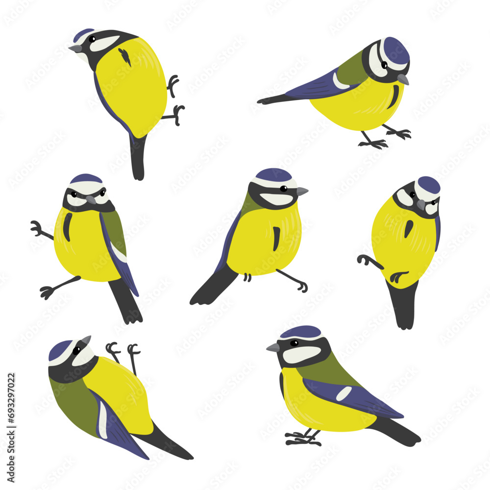 Fototapeta premium vector drawing birds, hand drawn blue tits, isolated nature design element