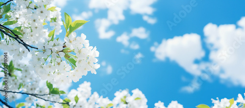 White cherry blossom against blue sky, closeup. Spring background