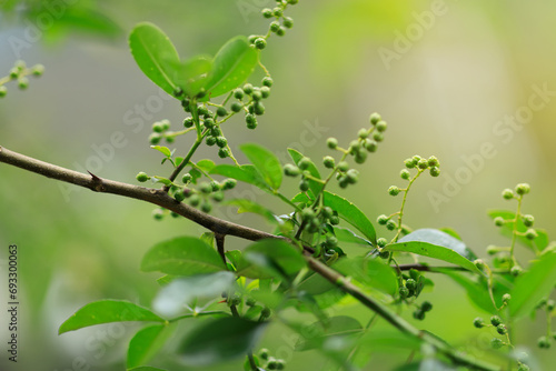 Sichuan Pepper  grow on tree photo