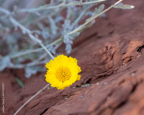 Hiking in the desert of Southern Utah often you will see these beautiful yellow Desert Marigolds. photo