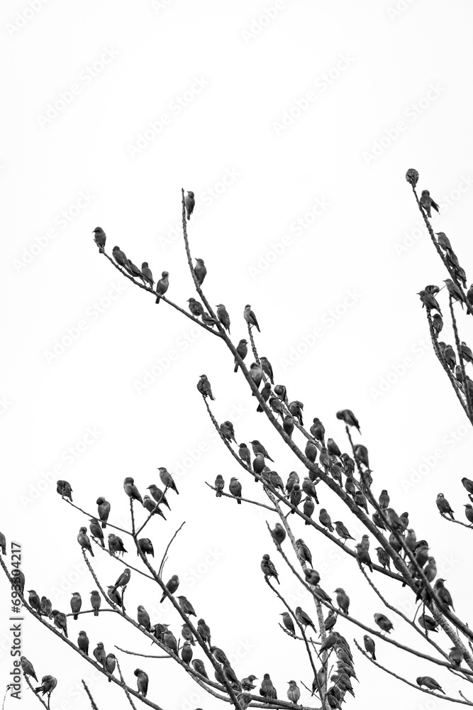 A branch of Malabar starlings A branch of Malabar starlings