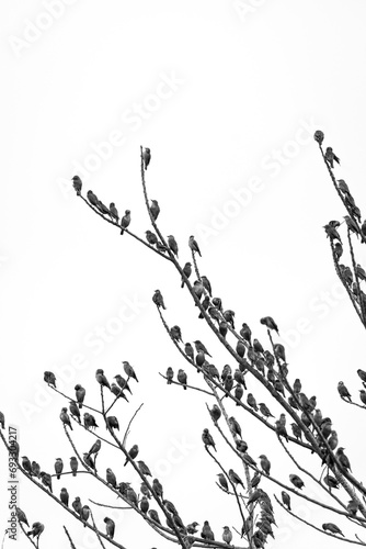 A branch of Malabar starlings