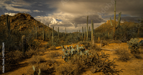 Foto Saguaro forest and prickly pear cactus bearing fruit with dramatic monsoon storms brewing in the distance