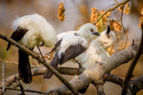 africa, botswana, maun - tshima bush camp, pied babbler, wildlife, preening, grooming, southern pied babbler (turdoides bicolor), southern, pied, babbler, bird, nature, animal, beak, tree, feathers, photo