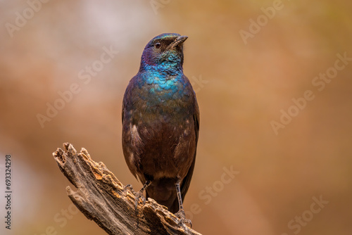 Burchell's Starling (Lamprotornis australis) photo