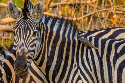 common zebra and oxpecker