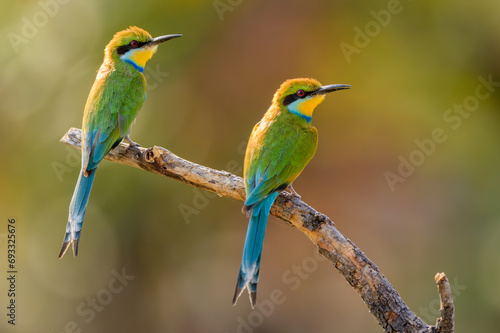 Swallow-tailed bee-eater (Merops hirundineus) pair 