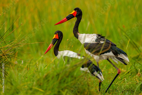 Saddle-billed stork (Ephippiorhynchus senegalensis)
