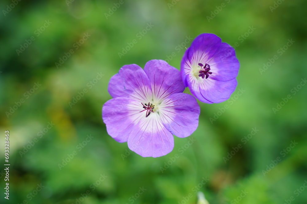 Geranium wallichianum, commonly known as Wallich's geranium, is a beautiful perennial flowering plant in the Geraniaceae family. Geranium wallichianum, commonly known as Wallich's geranium, is a beautiful perennial flowering plant in the Geraniaceae family.