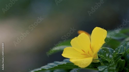 Damiana flower or Turnera diffusa
