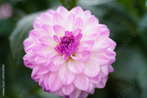 Dahlias are stunning flowering plants known for their vibrant, showy blossoms and wide array of colors, shapes, and sizes. |大麗花|大麗菊