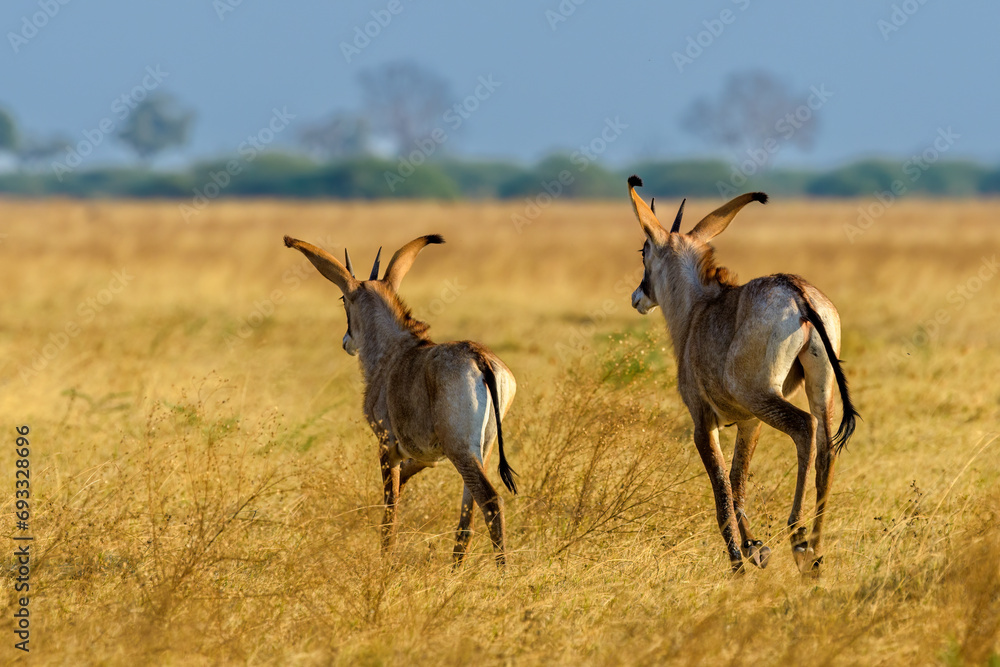 two Roan antelopes running away two Roan antelopes running away