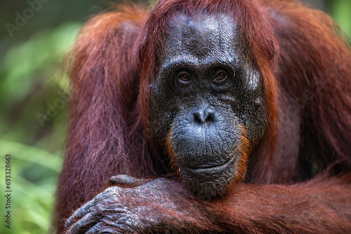 Orangutan - Female - Borneo