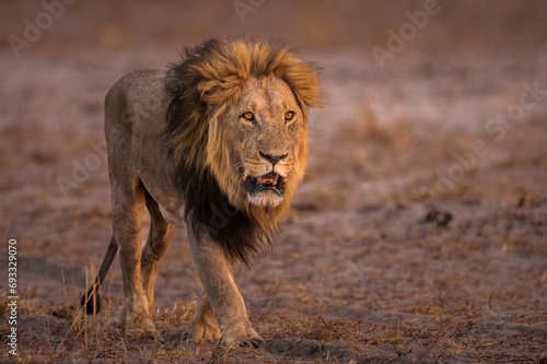 African Lion  male  walking at dusk  Botswana
