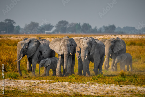 A herd od African Elephant approaching