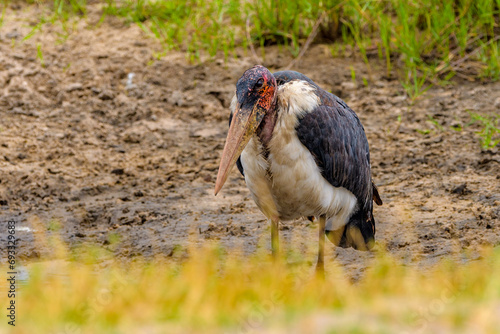 Photography Marabou stork (Leptoptilos crumenifer)