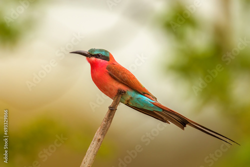 Southern carmine bee-eater (Merops nubicoides)