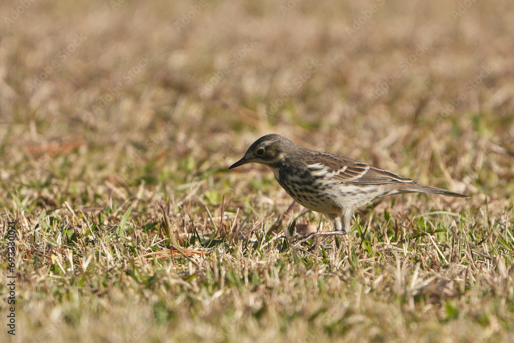 buff bellied pipit in a field