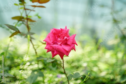 Rosa chinensis refers to the China rose, a species of rose native to East Asia, particularly China and Taiwan. It is one of the most important species in the ancestry of modern roses