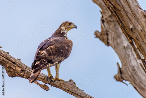 African hawk-eagle (Aquila spilogaster) photo