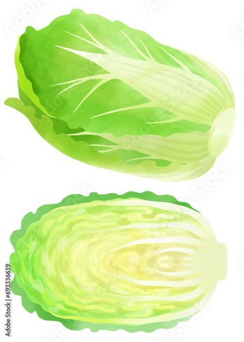 水彩で描いた白菜のイラスト素材セット／Watercolor illustration material set of Chinese cabbage