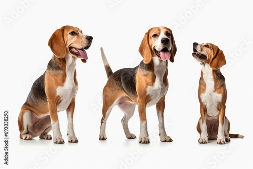 A group of three dogs sitting next to each other. Can be used to represent friendship, companionship, or a happy pet family