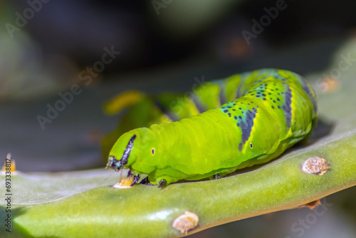 Nature's Marvel: Caterpillar exploring a vibrant leaf