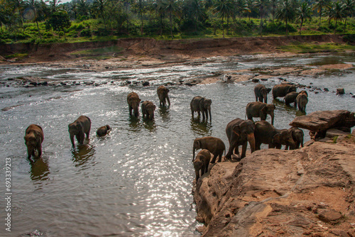 Elephants bathing at Pinnawala Elephant Orphanage, Kegalle, Sabaragamuwa, Sri Lanka photo