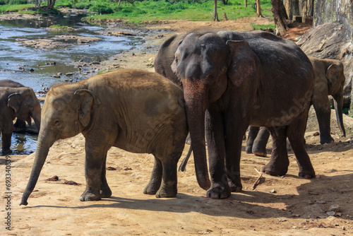 Elephants bathing at Pinnawala Elephant Orphanage  Kegalle  Sabaragamuwa  Sri Lanka