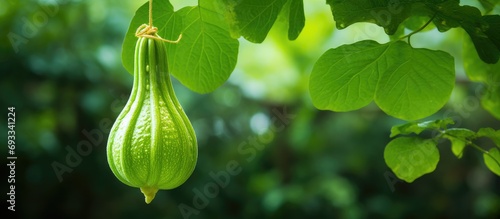 Snake Gourd, Trichosanthes anguina Linn., hanging in garden. photo