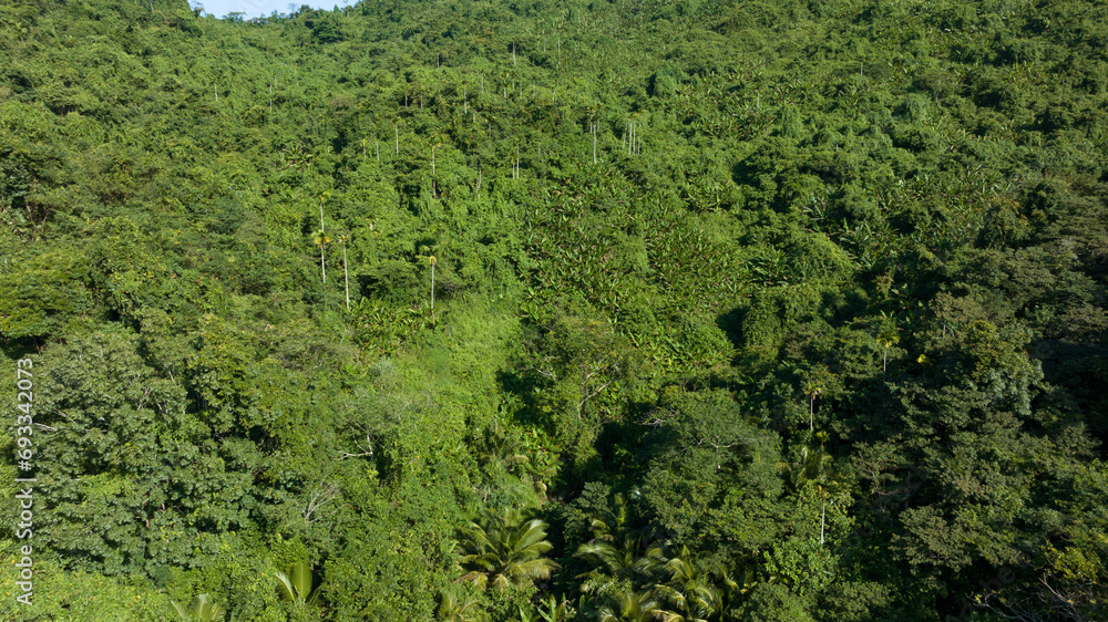 Aerial view of tropical forest landscape