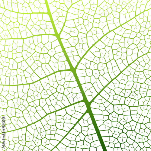 Leaf vein texture abstract background with close up plant leaf cells ornament texture pattern.