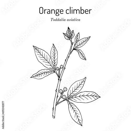 Orange climber (Toddalia asiatica), edible and medicinal plant