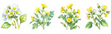 set of watercolor canola flower clipart on transparent background