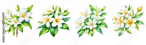 set of watercolor jasmine flower clipart on transparent background